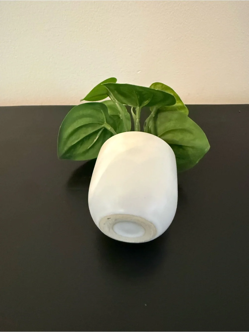 Mini Watermelon Peperomia in Green and Cream - Decorative Home Accent Plant